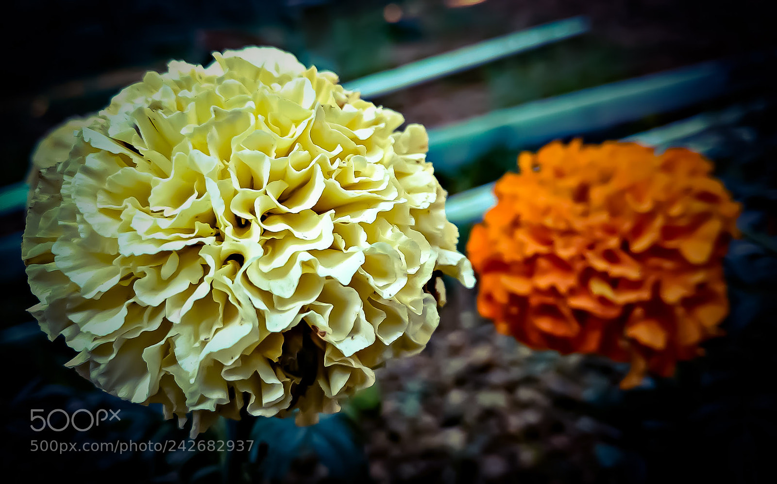 Motorola Moto X Play sample photo. Untitled photography