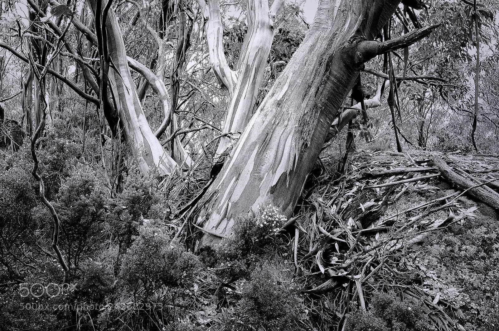 Pentax K-7 sample photo. Snow gums on mt photography