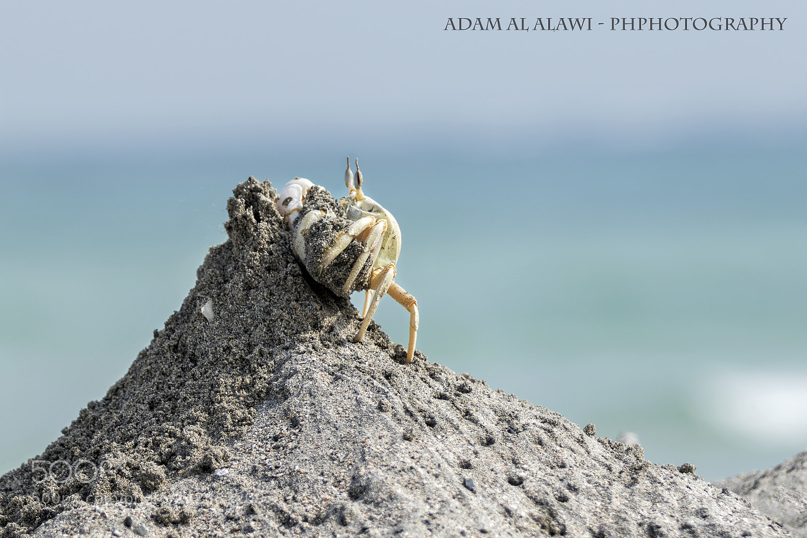 Canon EOS 7D Mark II sample photo. Untitled photography