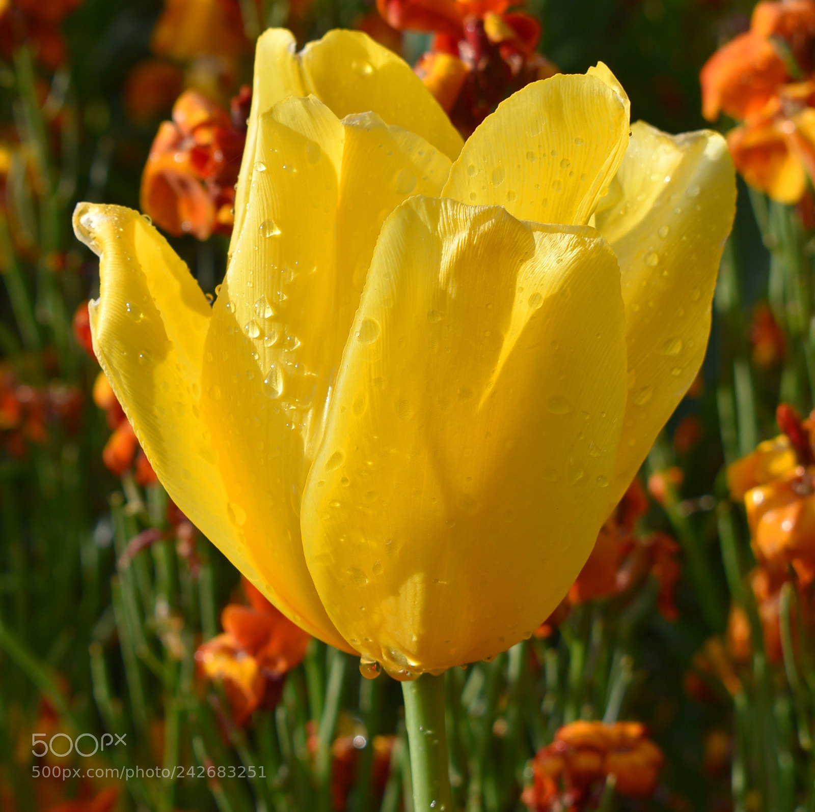 Nikon D3400 sample photo. Yellow photography