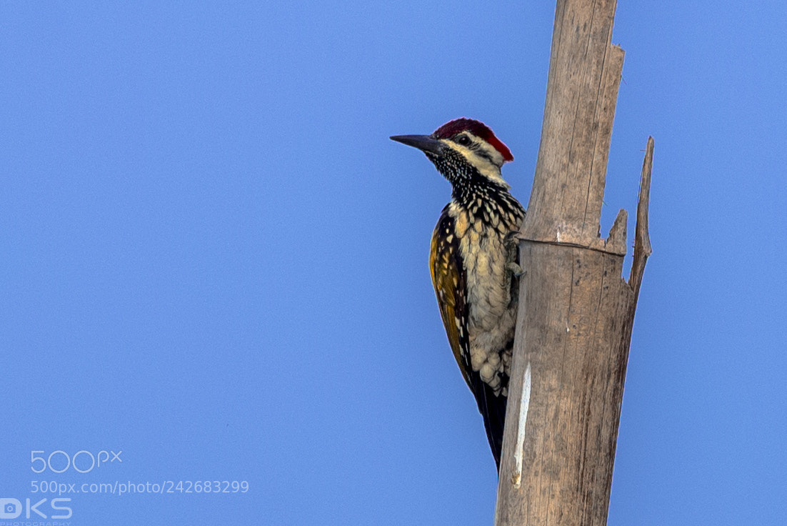 Nikon D610 sample photo. Woodpecker photography