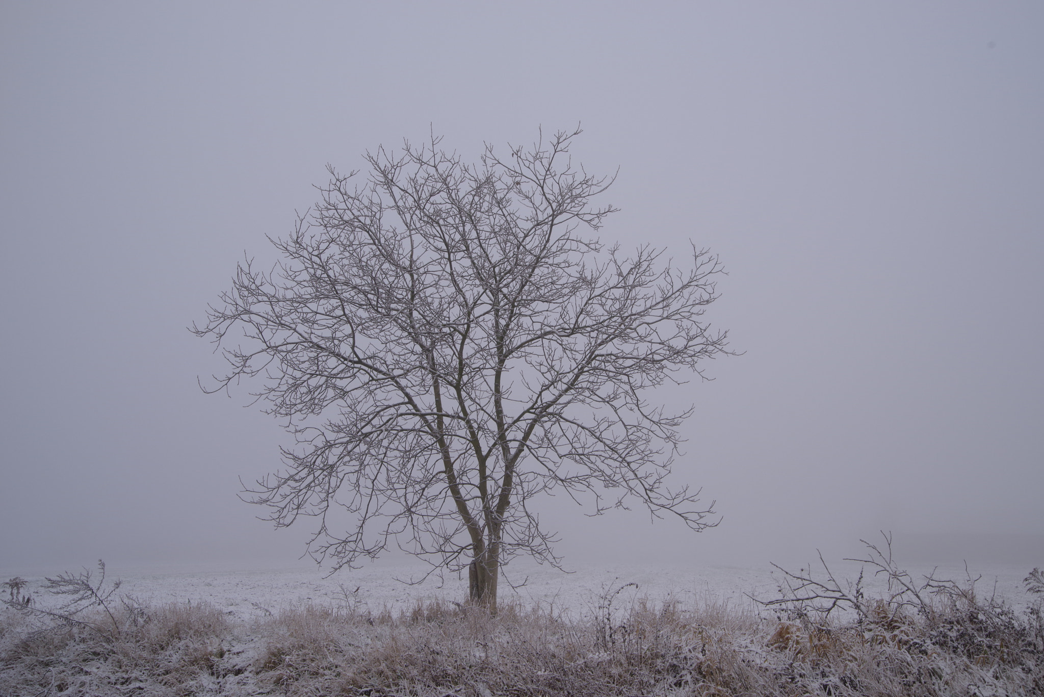 Pentax K-1 sample photo. Tree in the fog photography