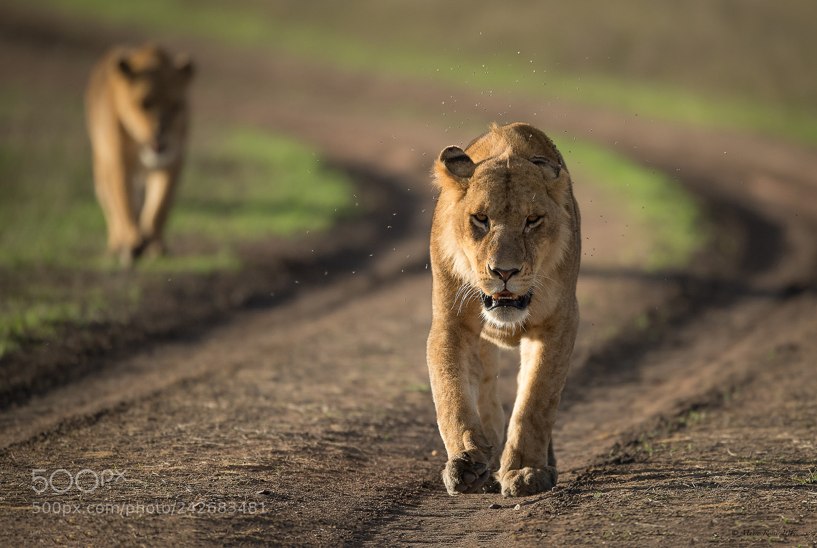 Nikon D5 sample photo. "bokeh.."  lion in savannah. photography