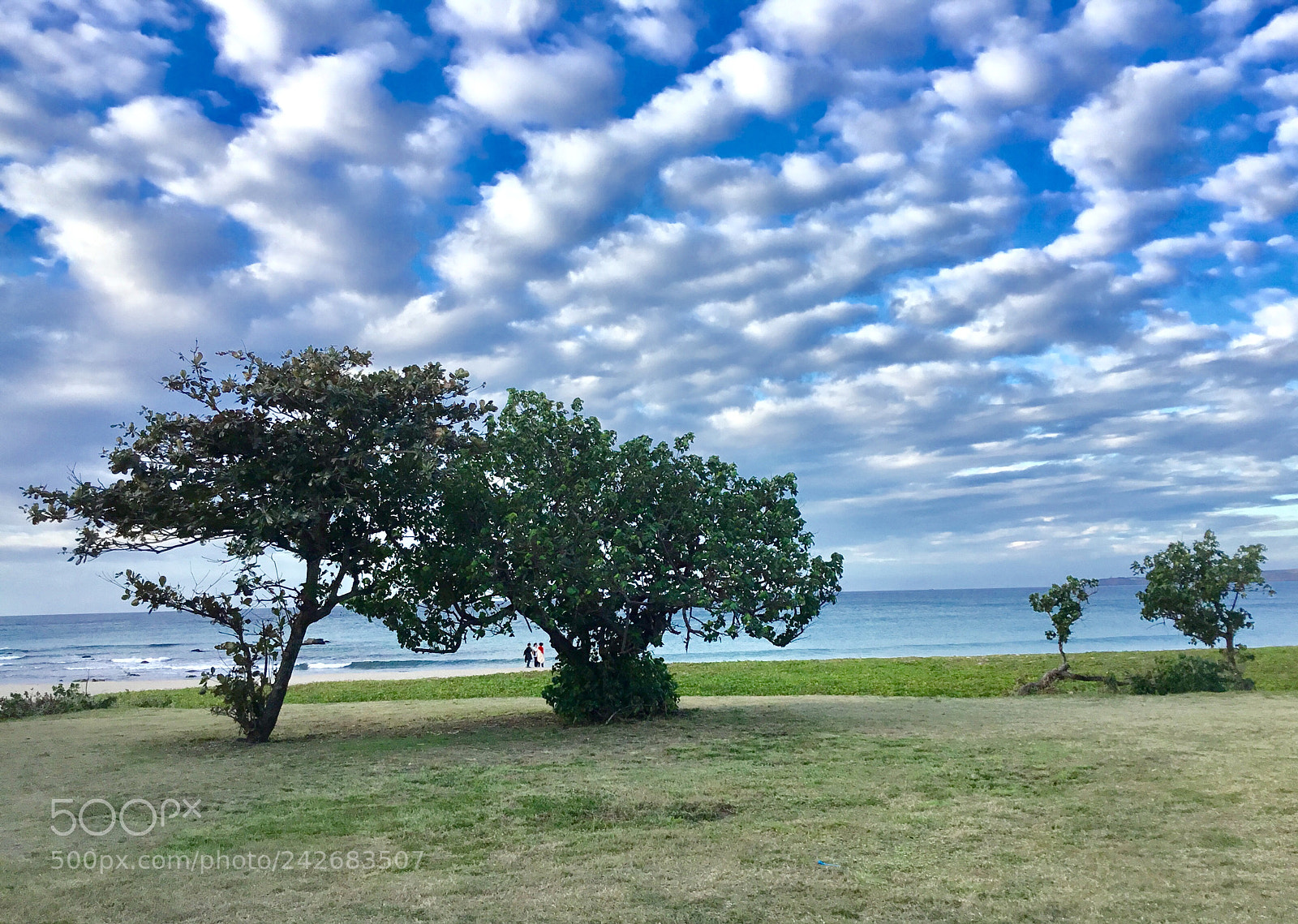 Apple iPad sample photo. Lone trees photography