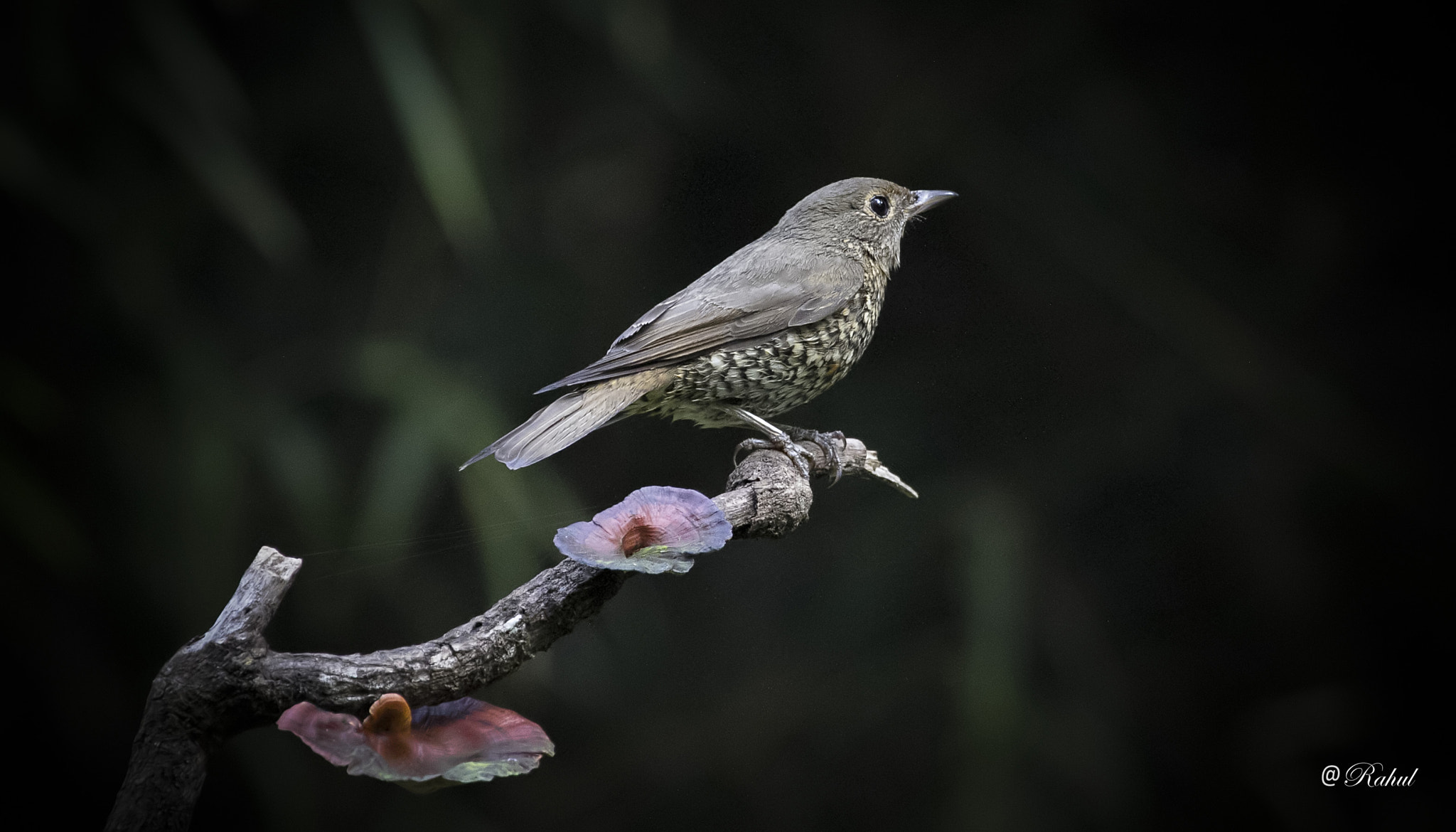 Canon EF 100-400mm F4.5-5.6L IS USM sample photo. Edit filtered photography