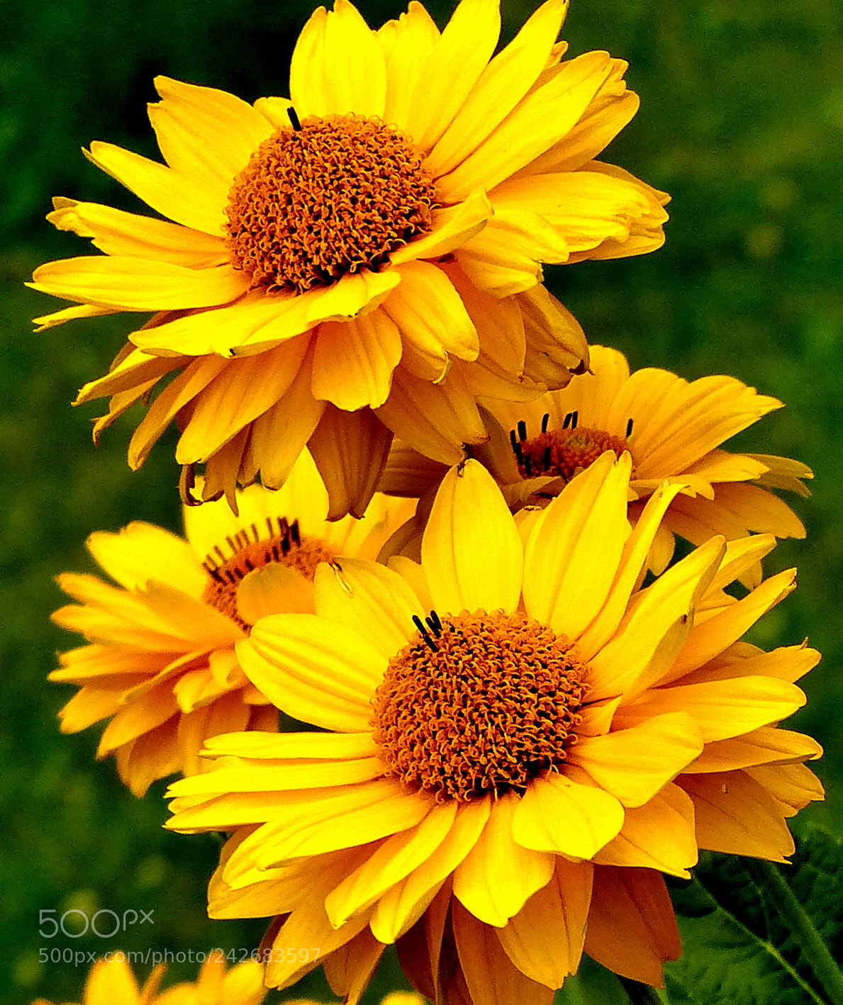 Panasonic Lumix DMC-FZ200 sample photo. Yellow and green. photography