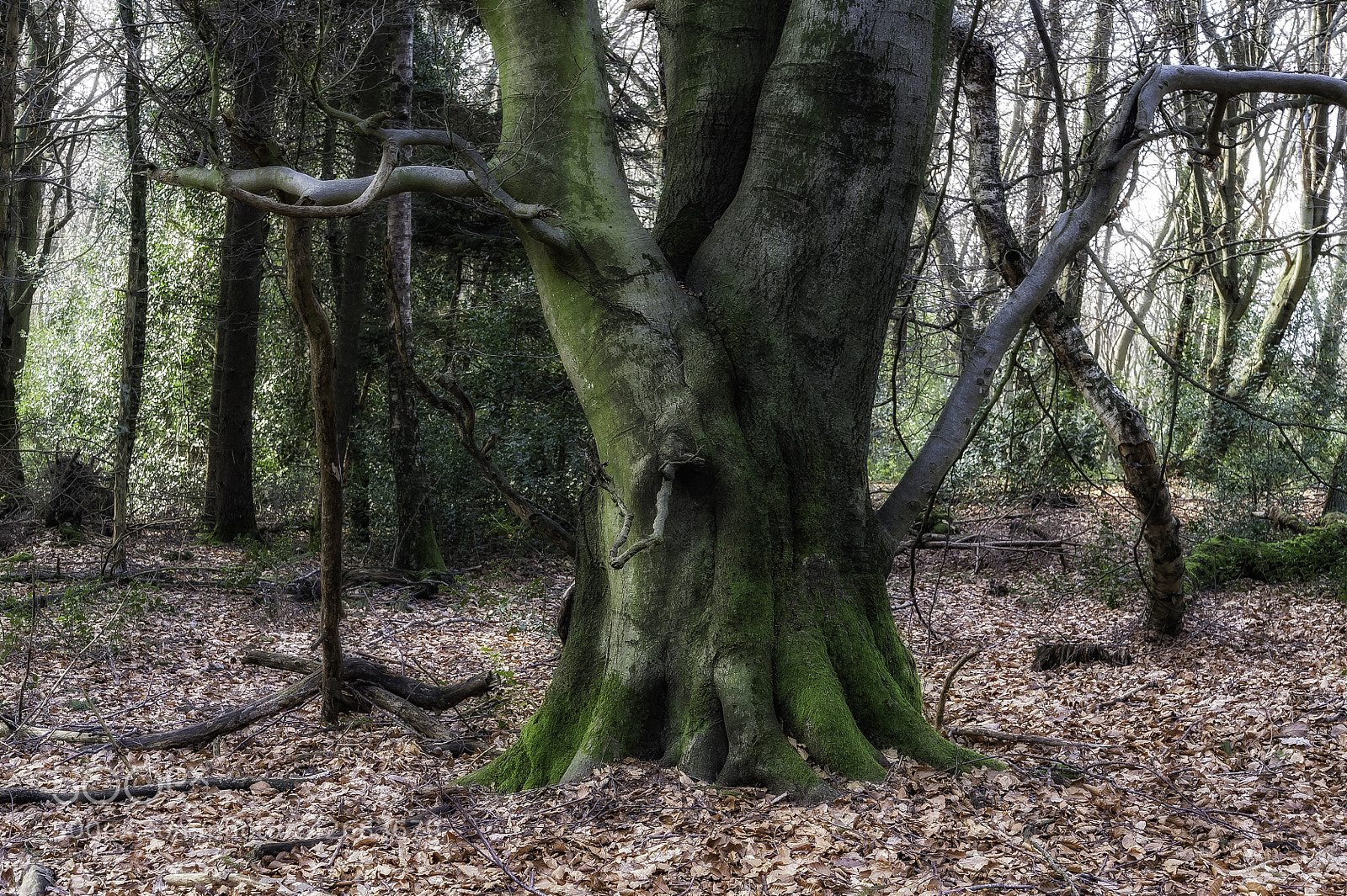 Nikon D700 sample photo. "beech trunk in january" photography