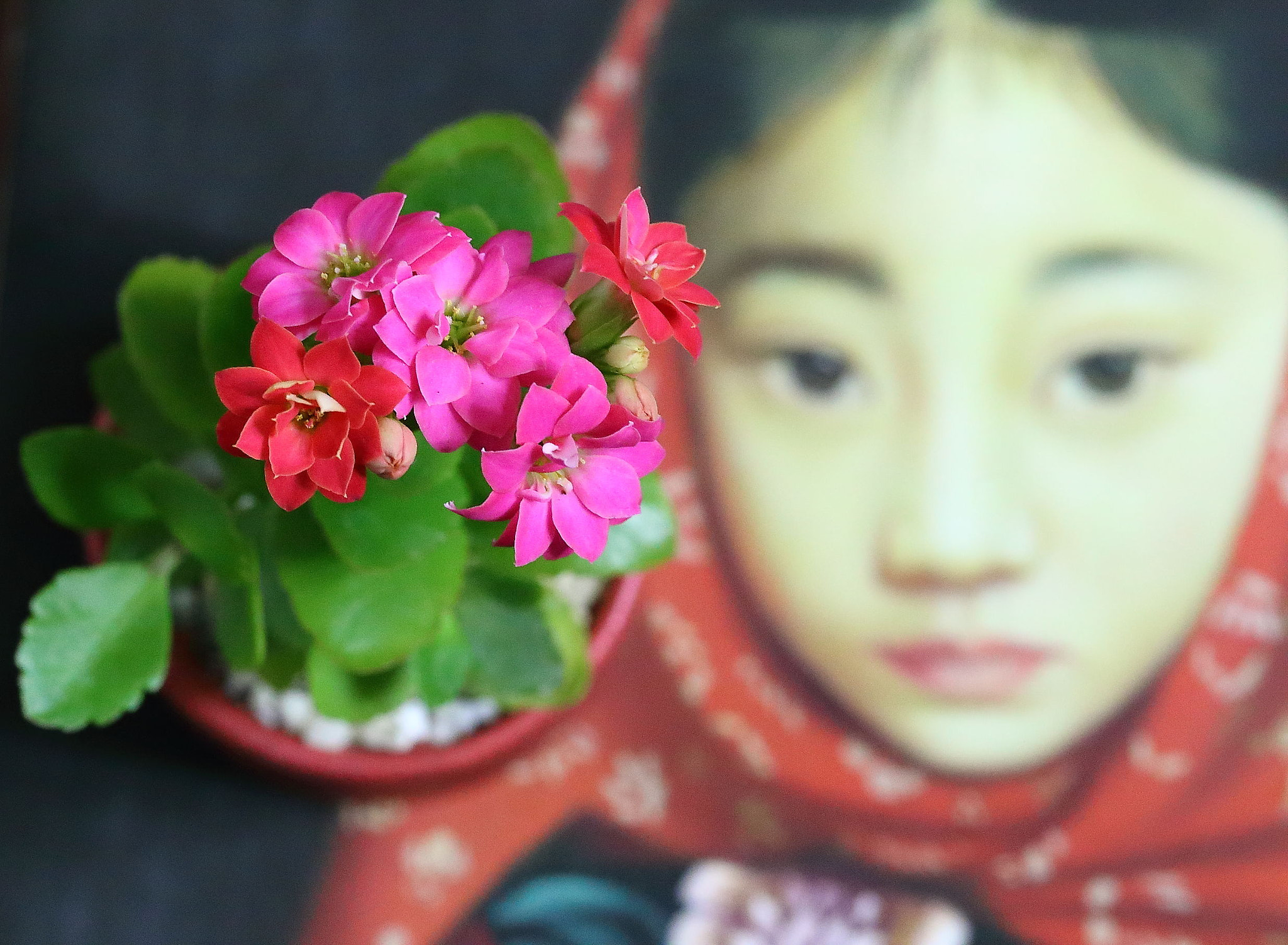 Canon EF 100mm F2.8L Macro IS USM sample photo. Kalanchoe and a girl photography