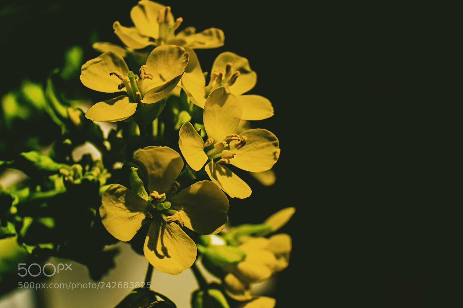 Fujifilm X-E2 sample photo. The flowers in winter photography