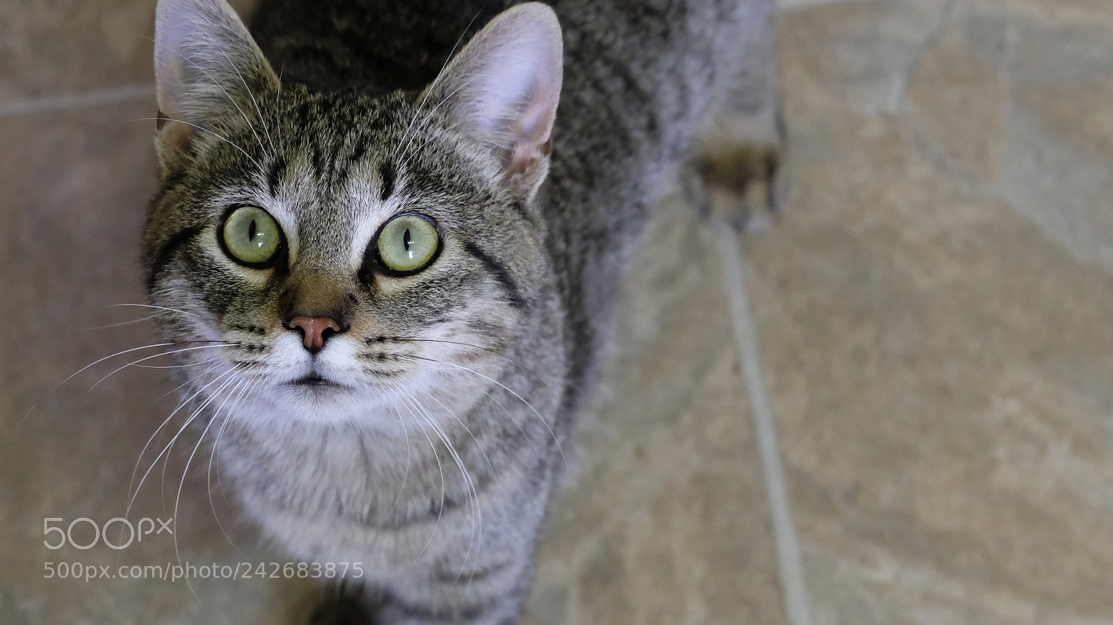 Fujifilm X-Pro2 sample photo. Kirby photography