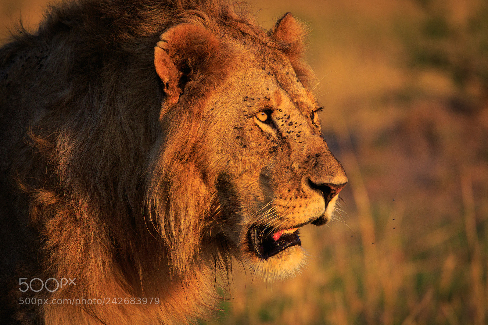 Canon EOS 7D Mark II sample photo. Tanzania - serengeti photography