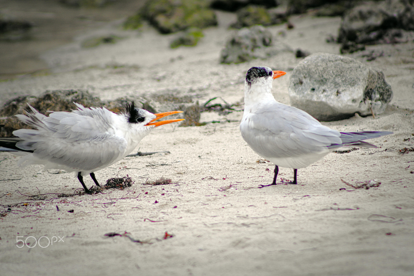 EF75-300mm f/4-5.6 sample photo. Couple photography