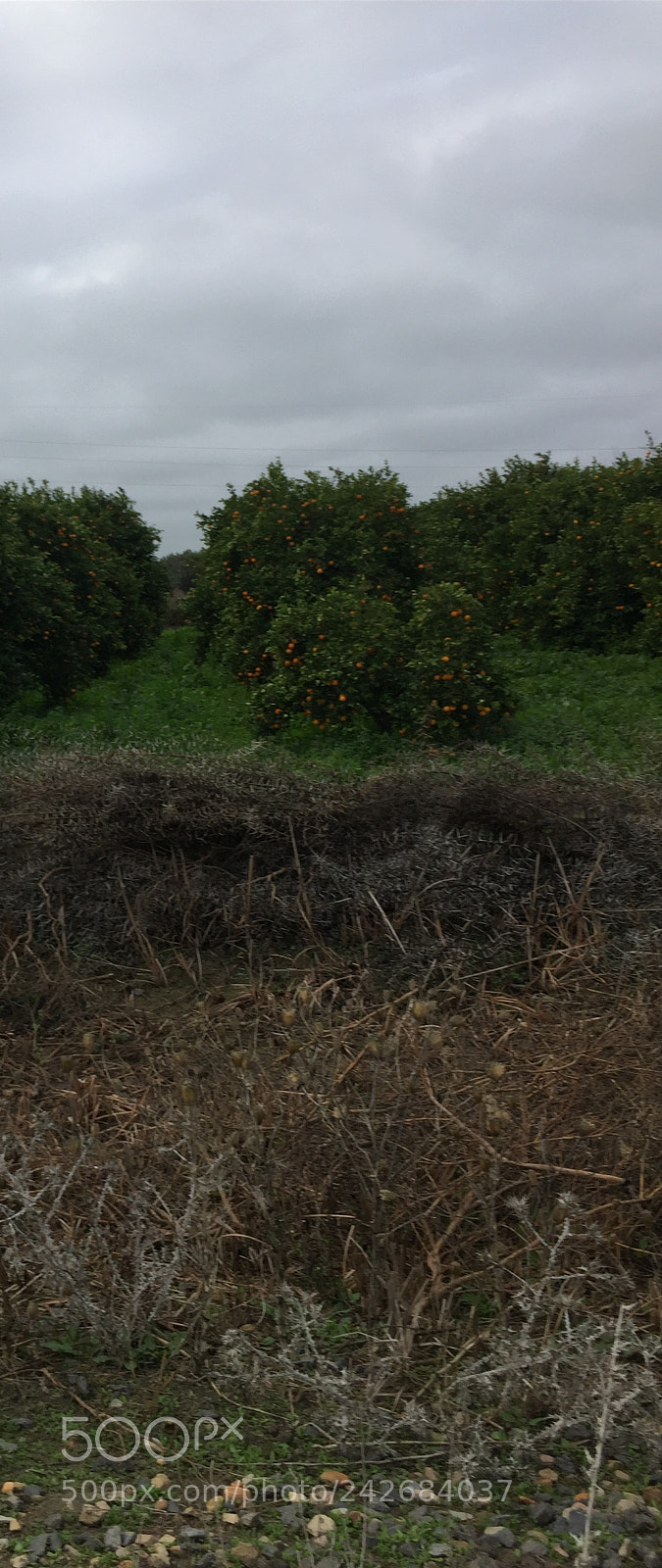 Apple iPhone 6 sample photo. I m going home photography