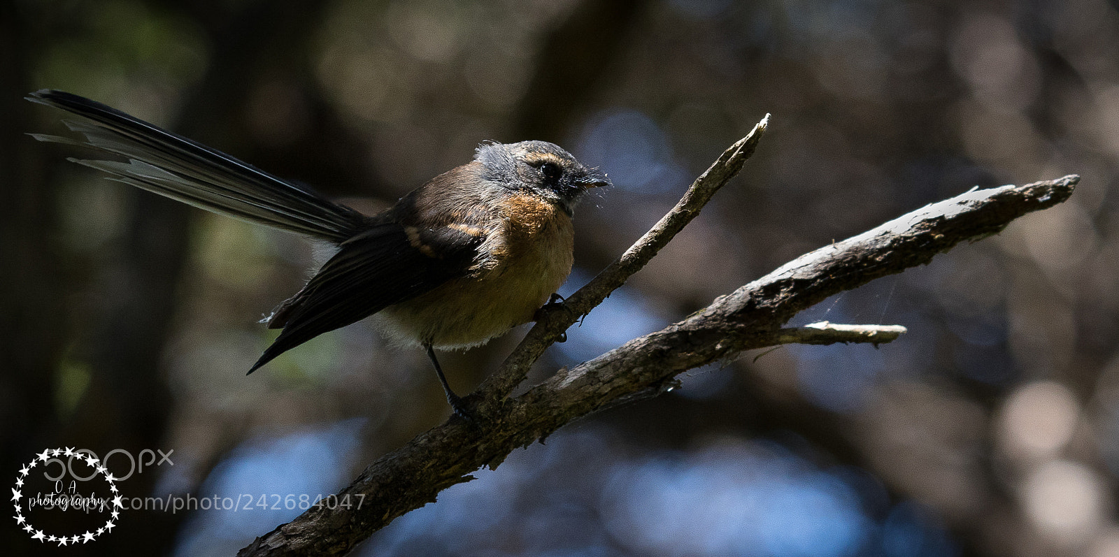 Canon EOS 7D Mark II sample photo. Piwakawaka, fantail whiskers photography