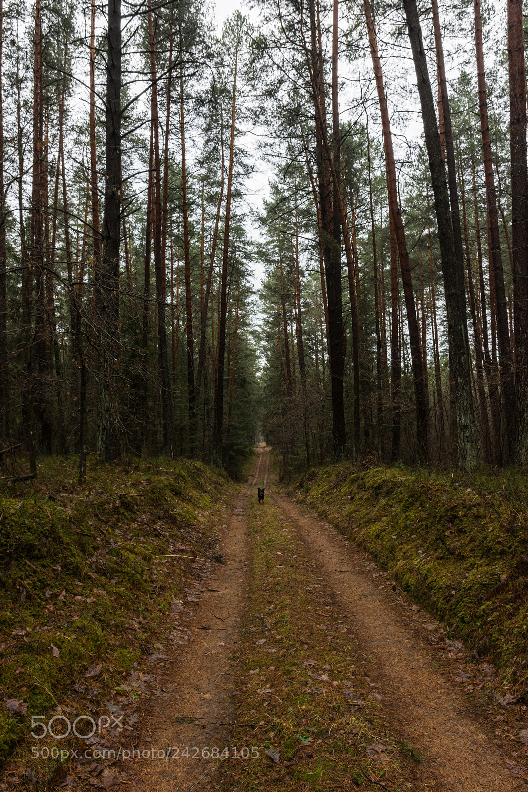 Nikon D7200 sample photo. A lonely road photography