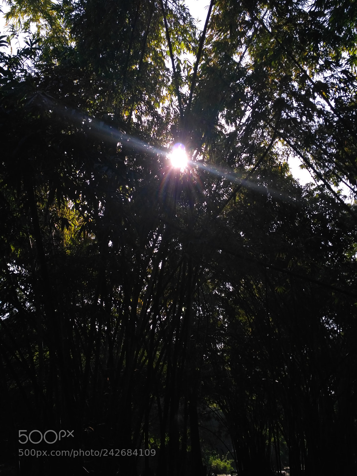 Xiaomi Redmi 3S sample photo. Untitled photography