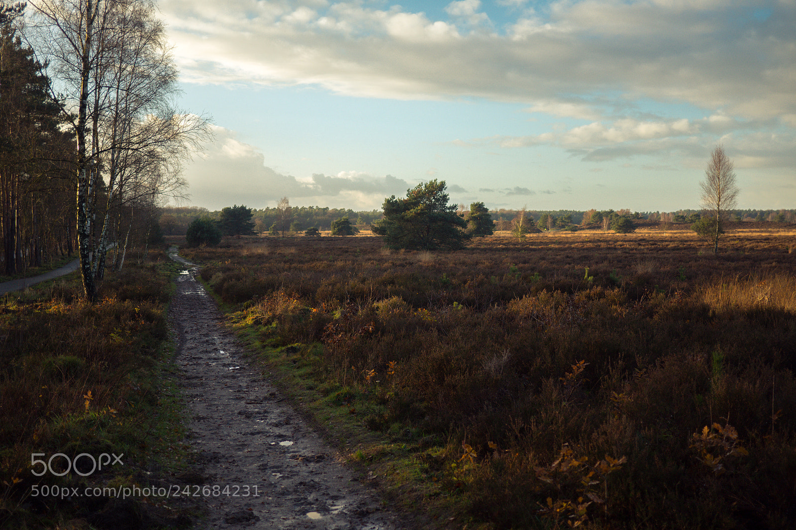 Panasonic Lumix DC-GH5 sample photo. Veluwe photography
