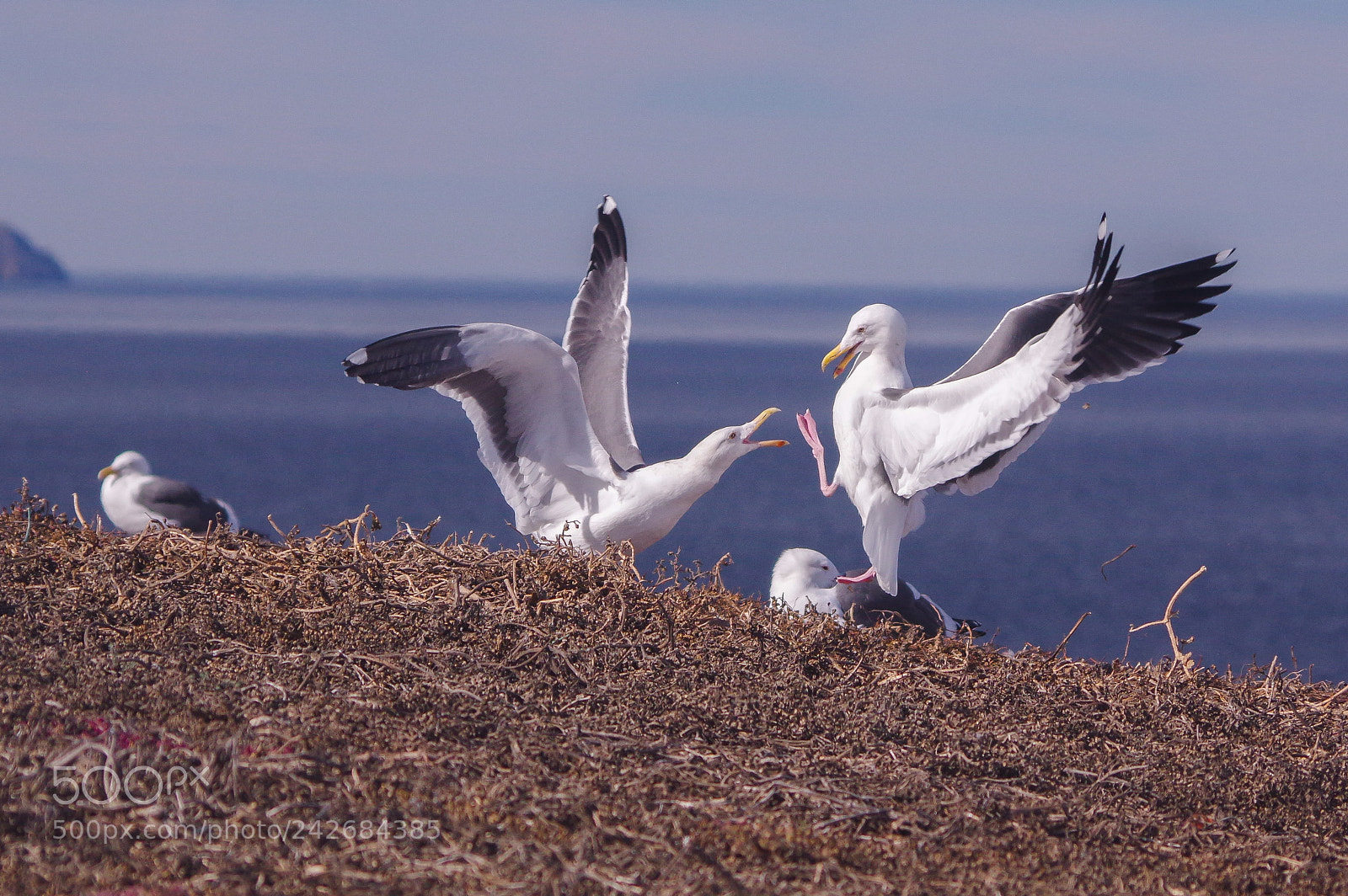 Pentax K-3 sample photo. Bird martial arts photography