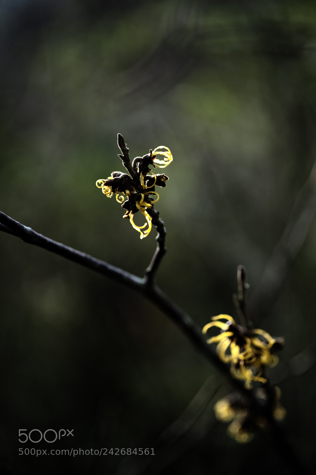 Nikon D3 sample photo. Serie wintercolors photography