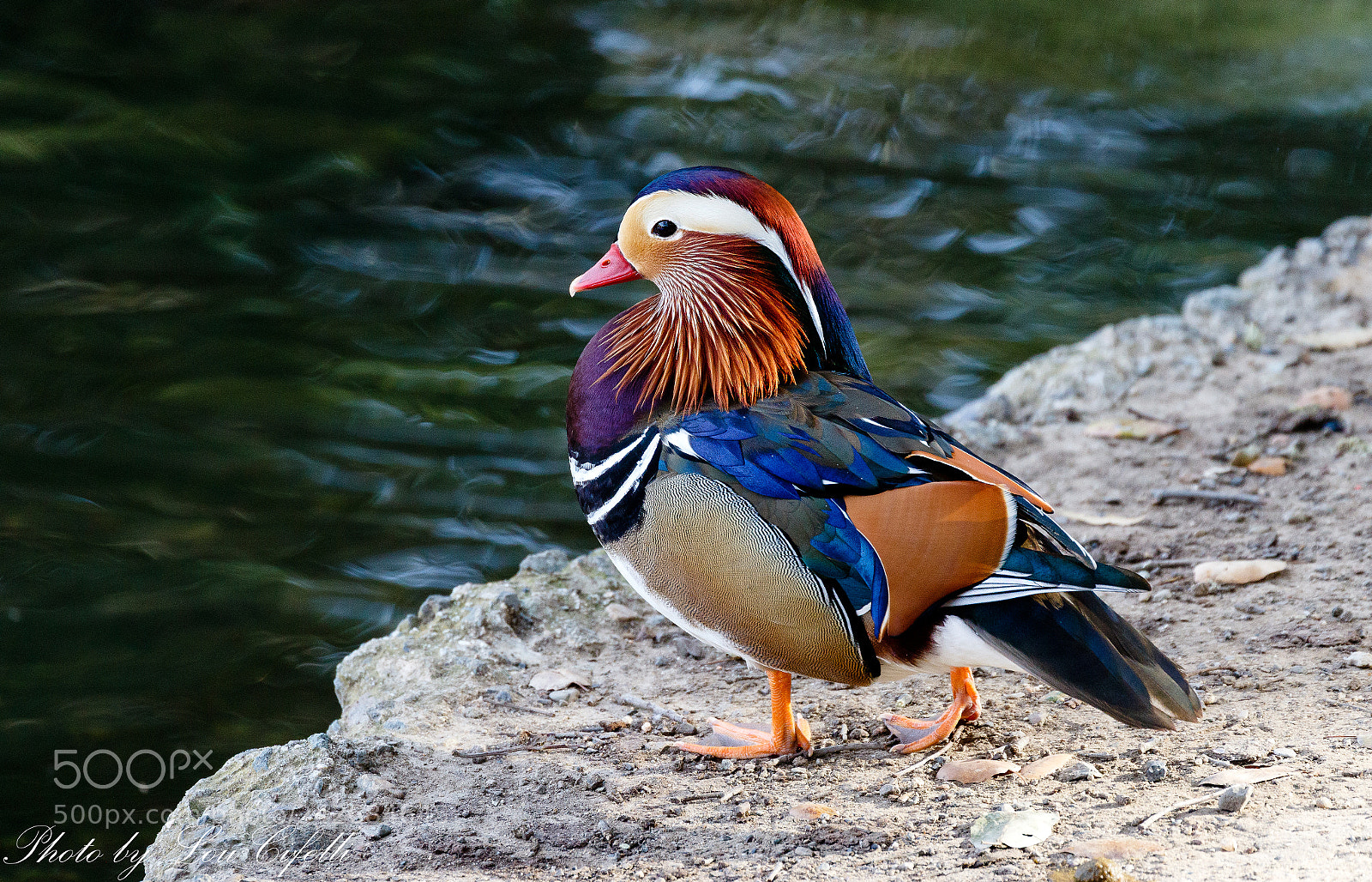 Canon EOS 7D Mark II sample photo. Mandarin8342.jpg photography
