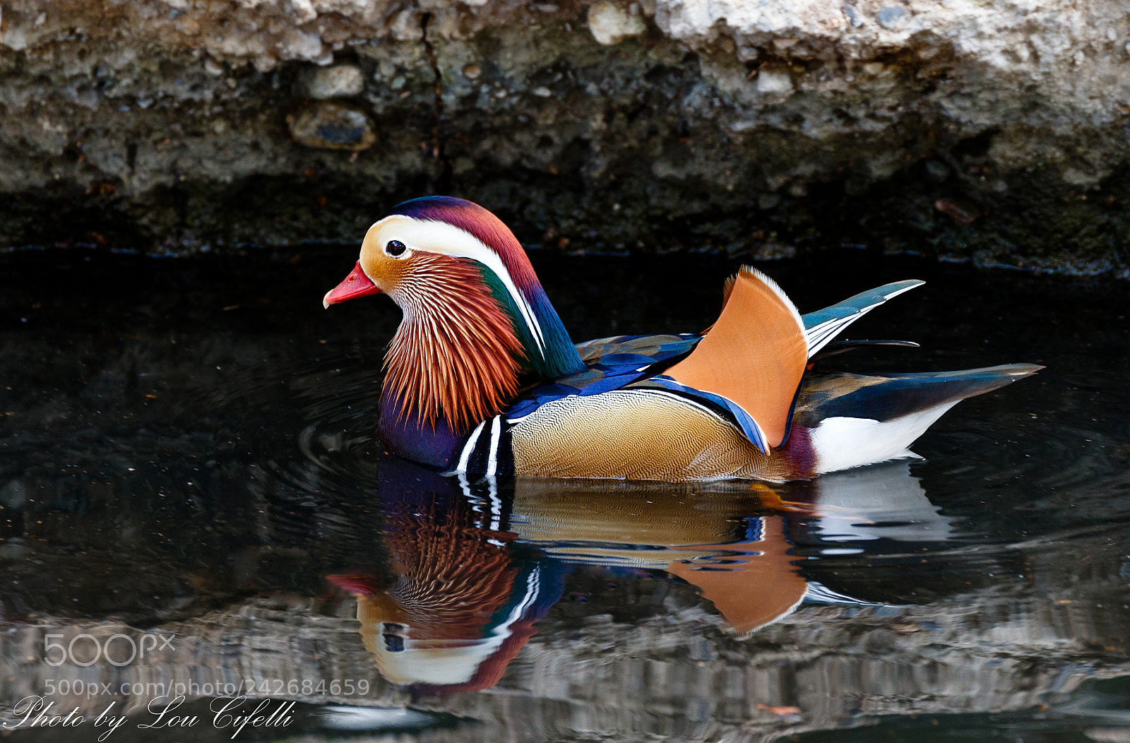 Canon EOS 7D Mark II sample photo. Mandarin8461.jpg photography