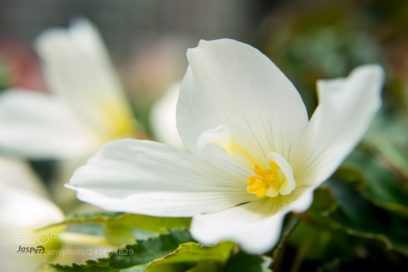 Nikon D7200 sample photo. Flower photography
