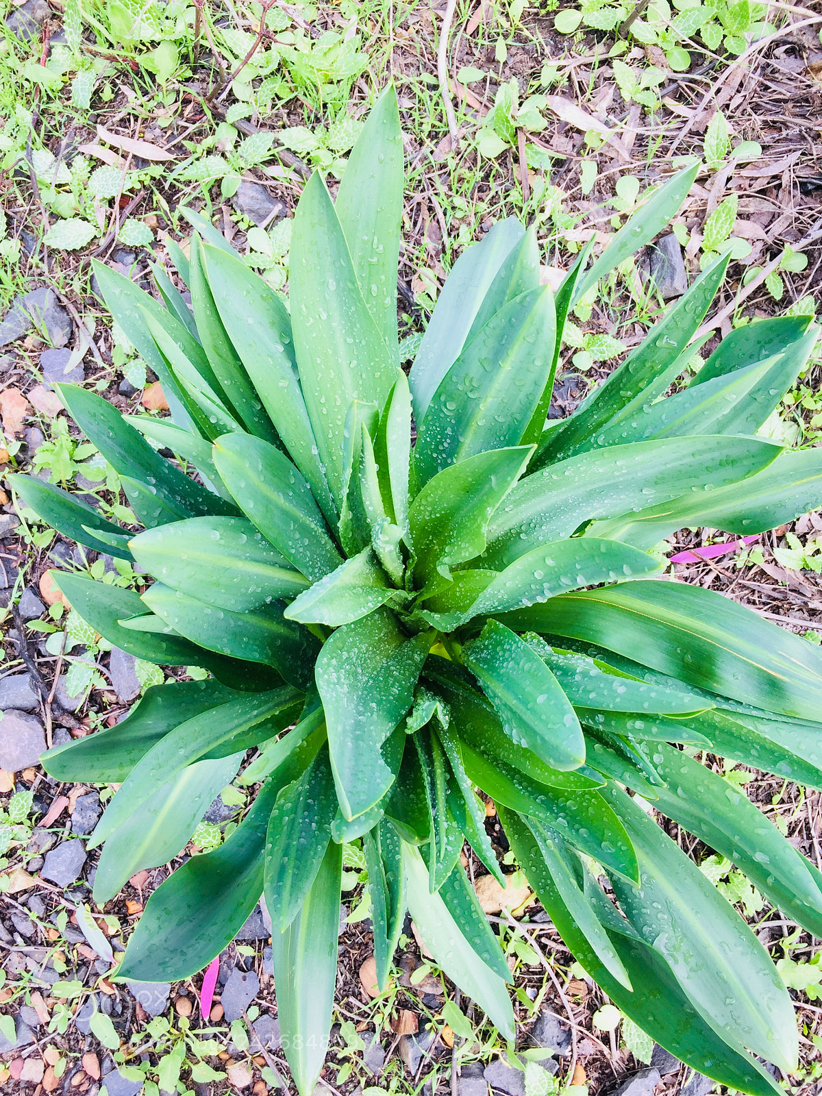 Apple iPhone 6 sample photo. ?? photography