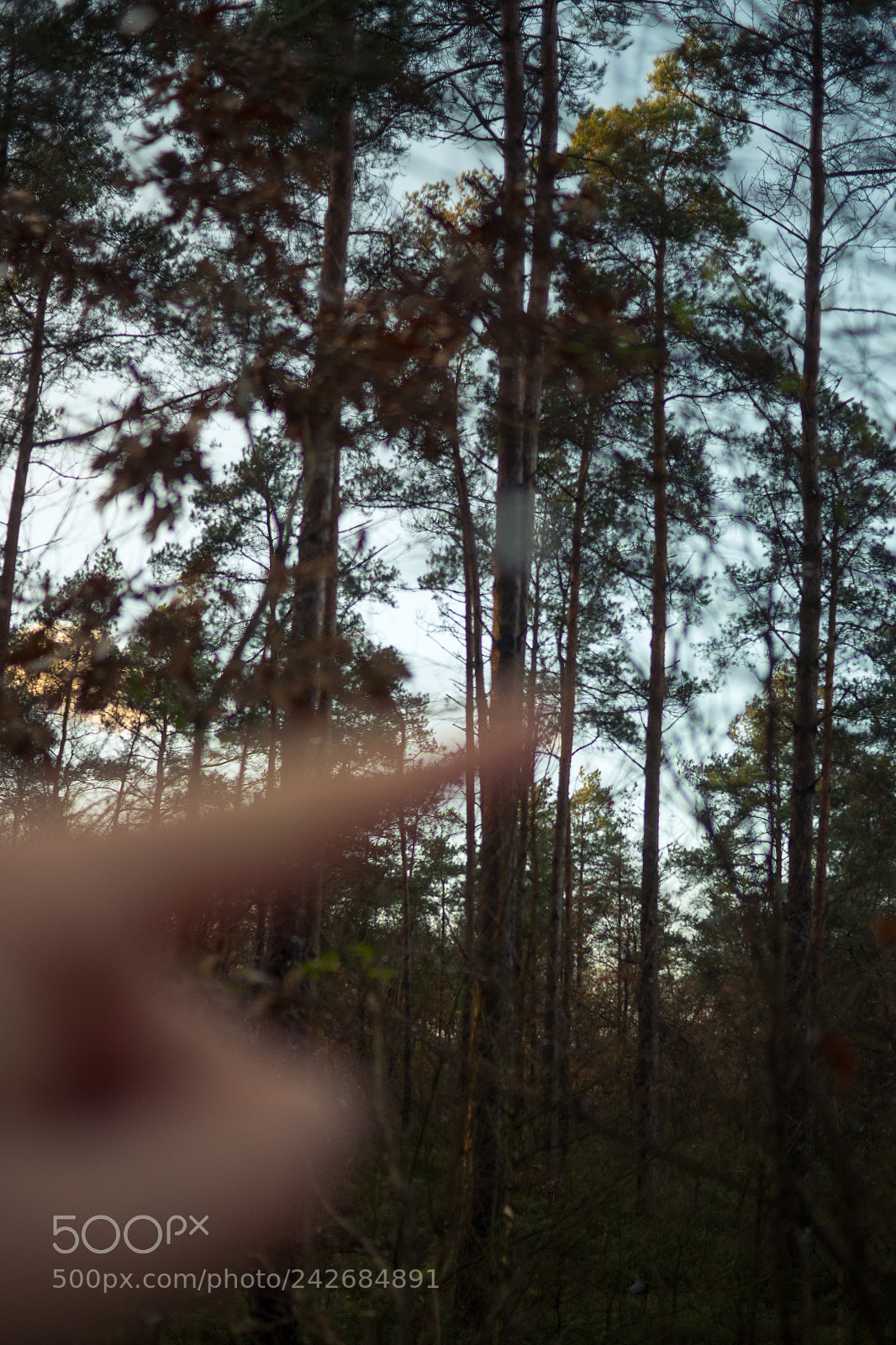 Panasonic Lumix DC-GH5 sample photo. Trees photography