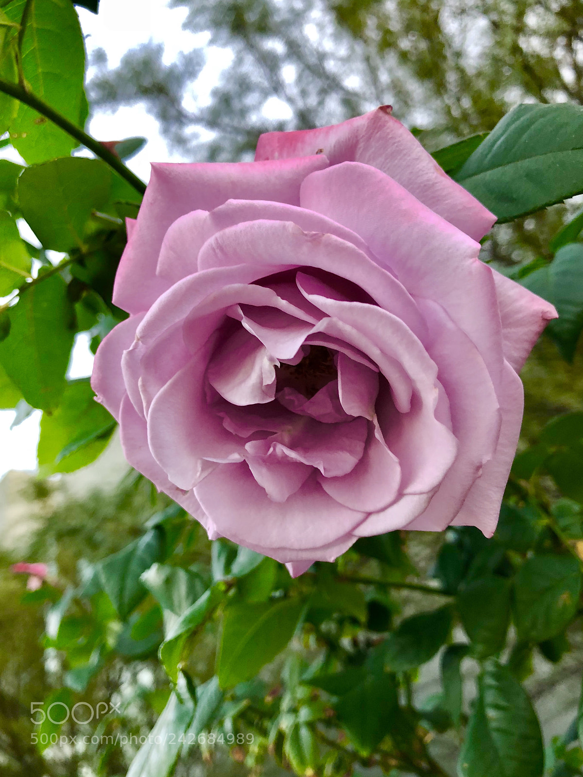 Apple iPhone 8 Plus sample photo. Blooming just for me:) photography