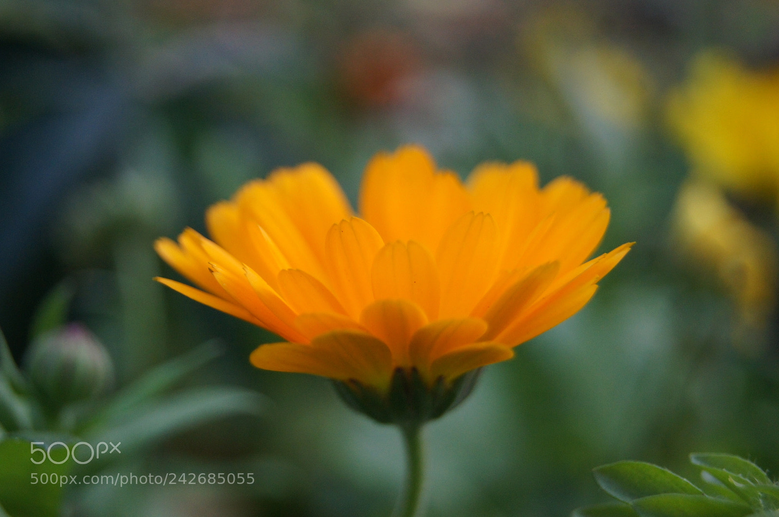 Sony Alpha DSLR-A580 sample photo. .... photography