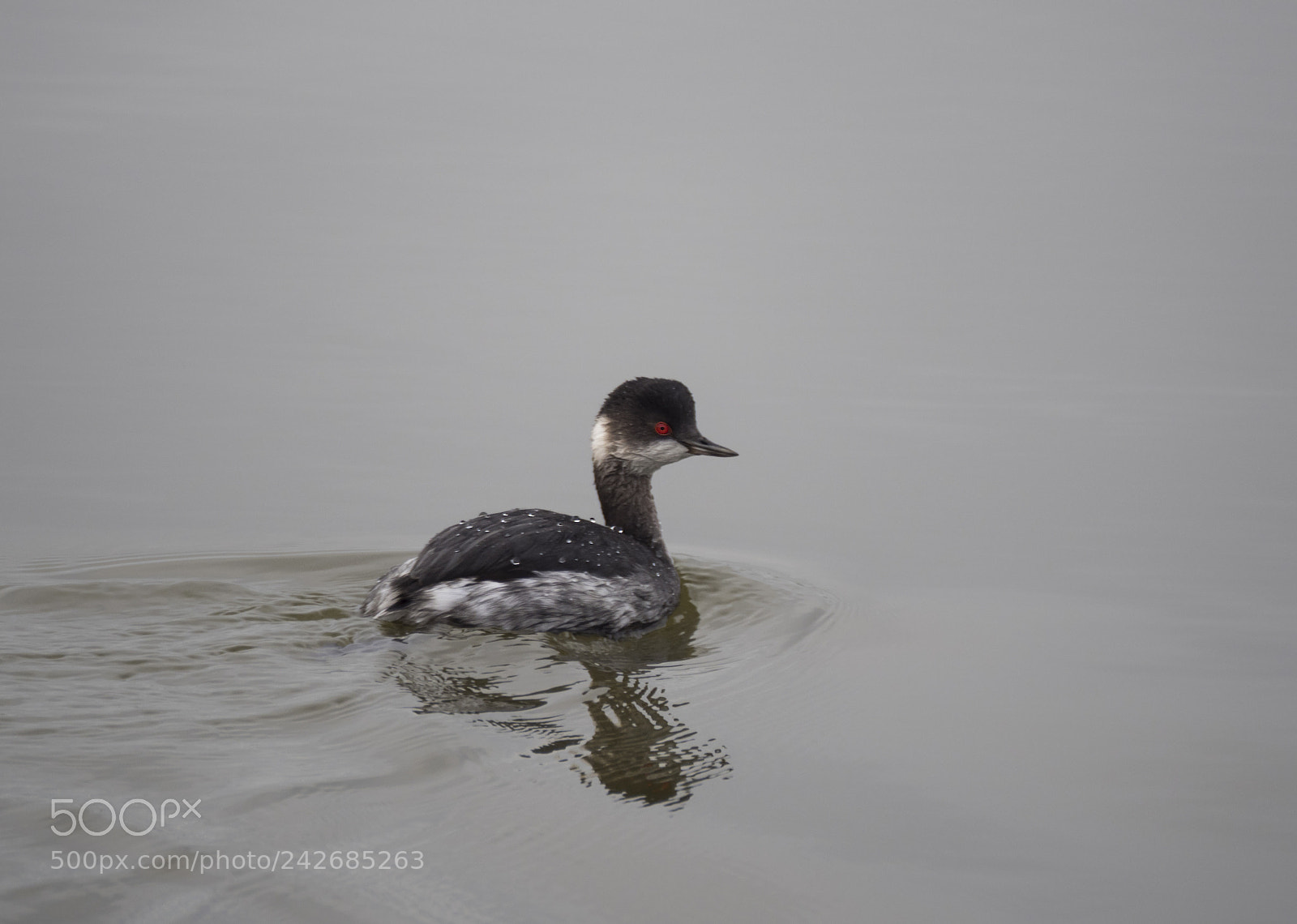 Olympus OM-D E-M1 Mark II sample photo. Podiceps nigricollis. photography
