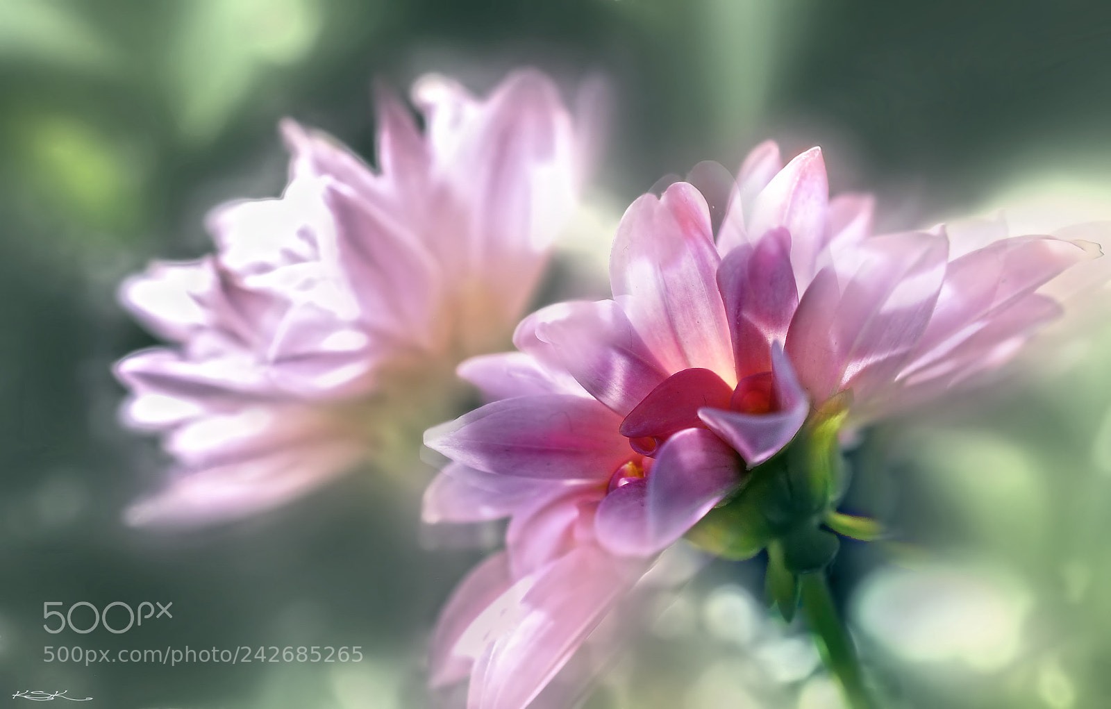 Nikon D5000 sample photo. Joy in life photography