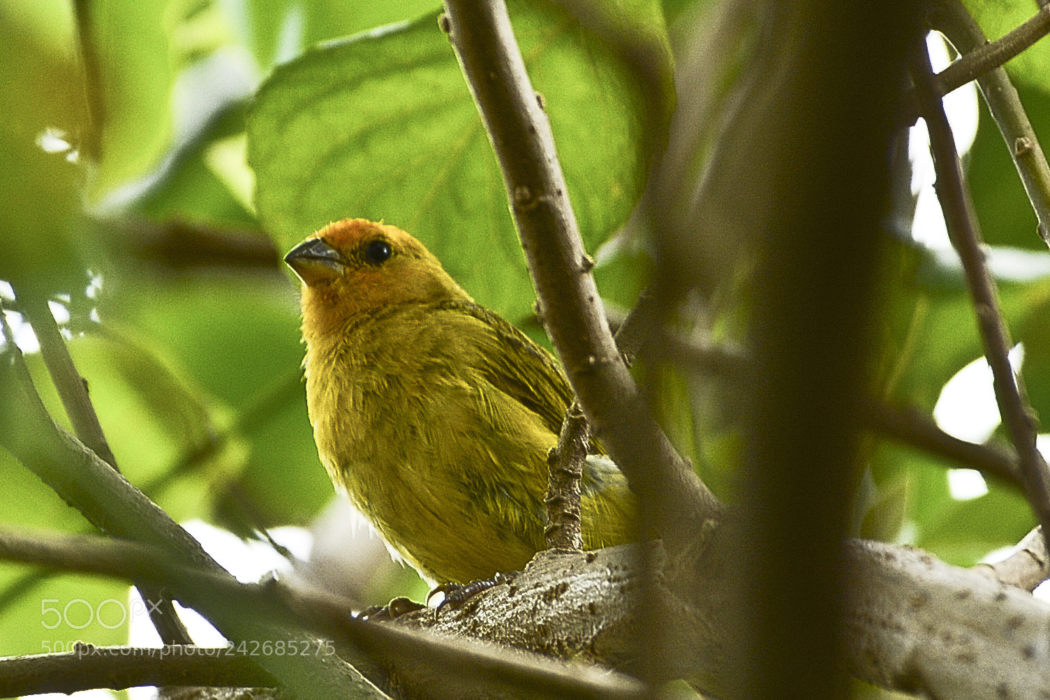 Nikon D7100 sample photo. Envolto a natureza ele photography