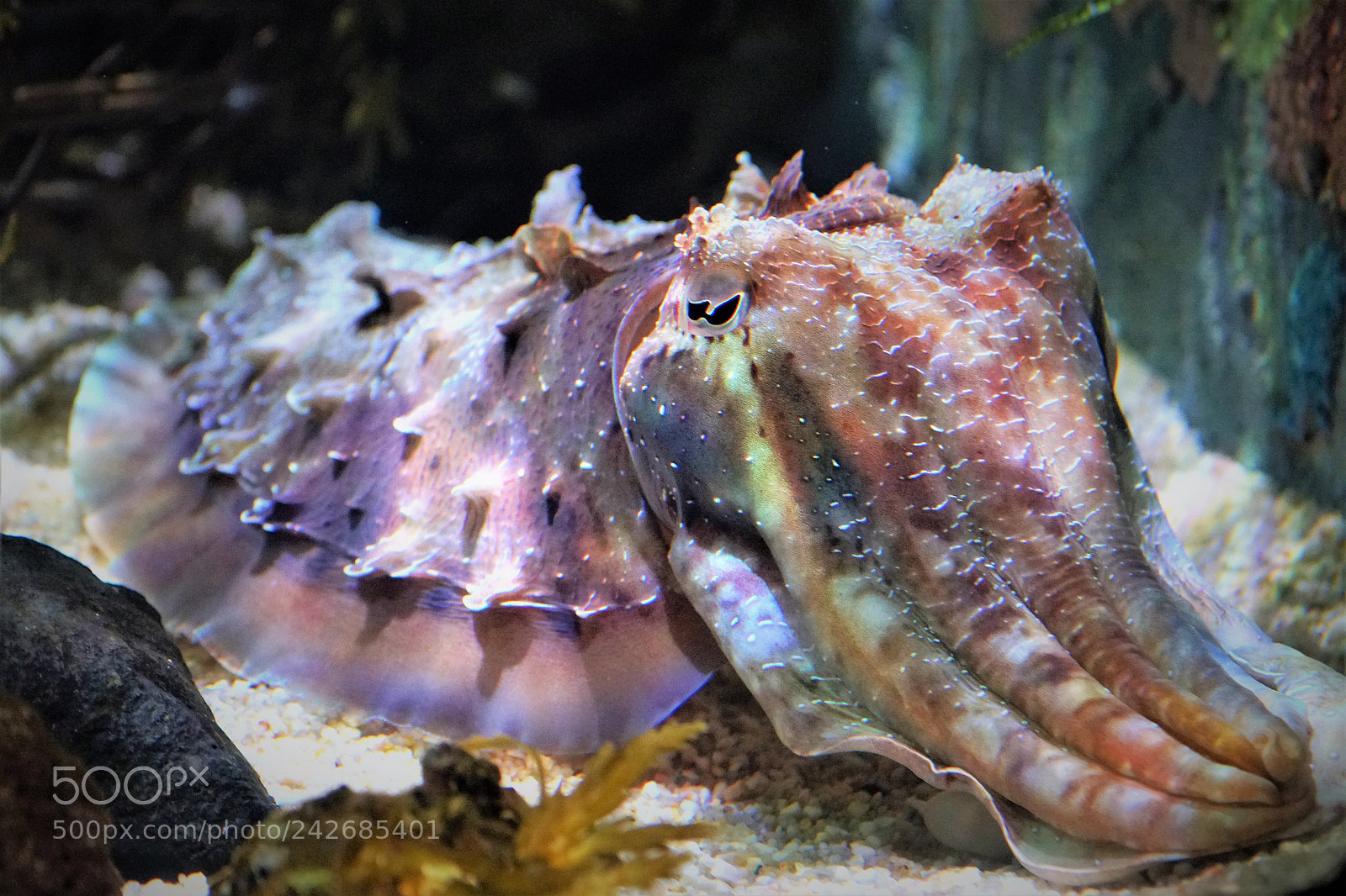 Sony a6500 sample photo. Portrait of a cuttlefish photography