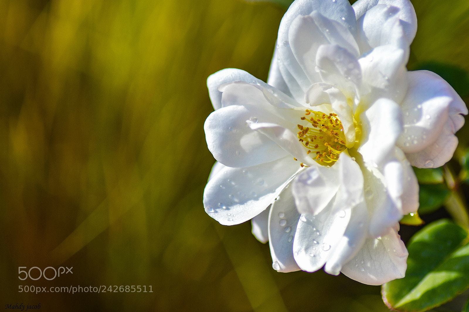 Nikon D3200 sample photo. Blume photography