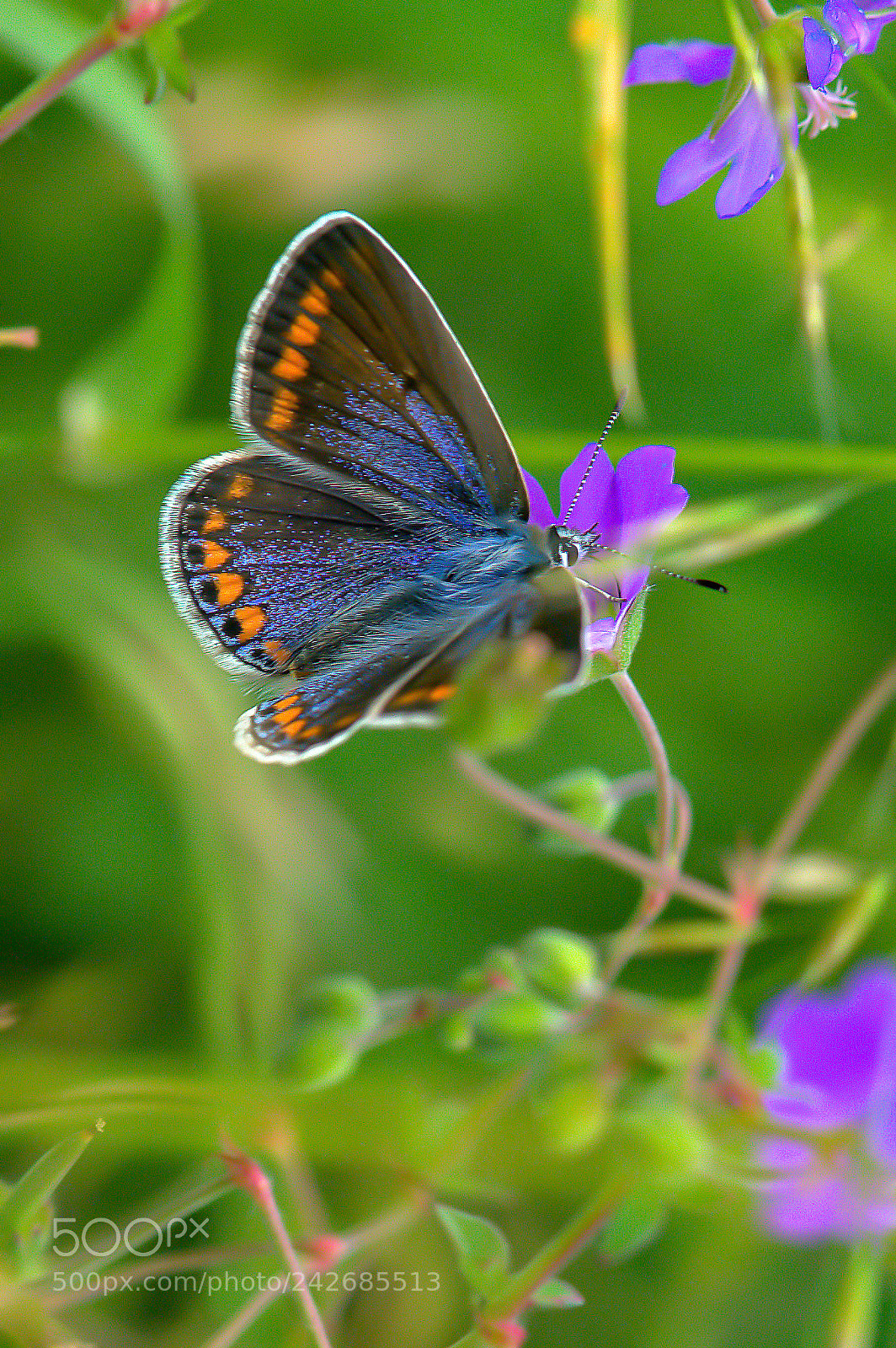 Nikon D300 sample photo. Tximeleta photography