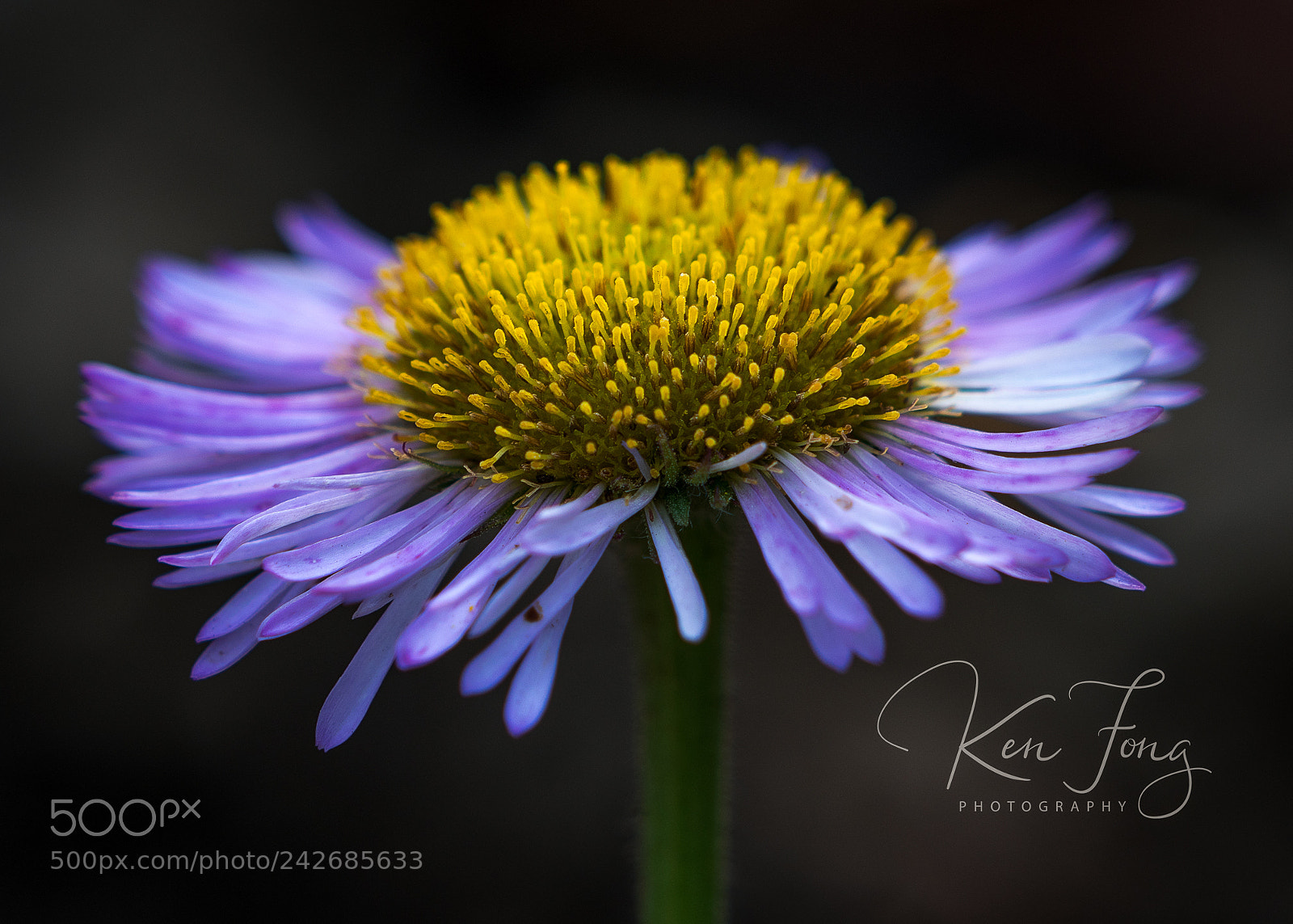 Sony a7R III sample photo. Seaside daisy 4 photography