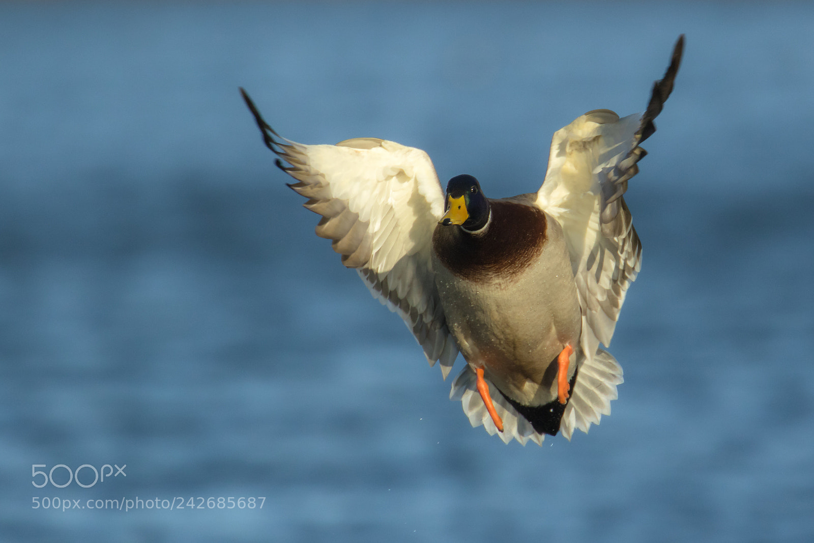 Canon EOS 7D Mark II sample photo. Mallard in flight photography