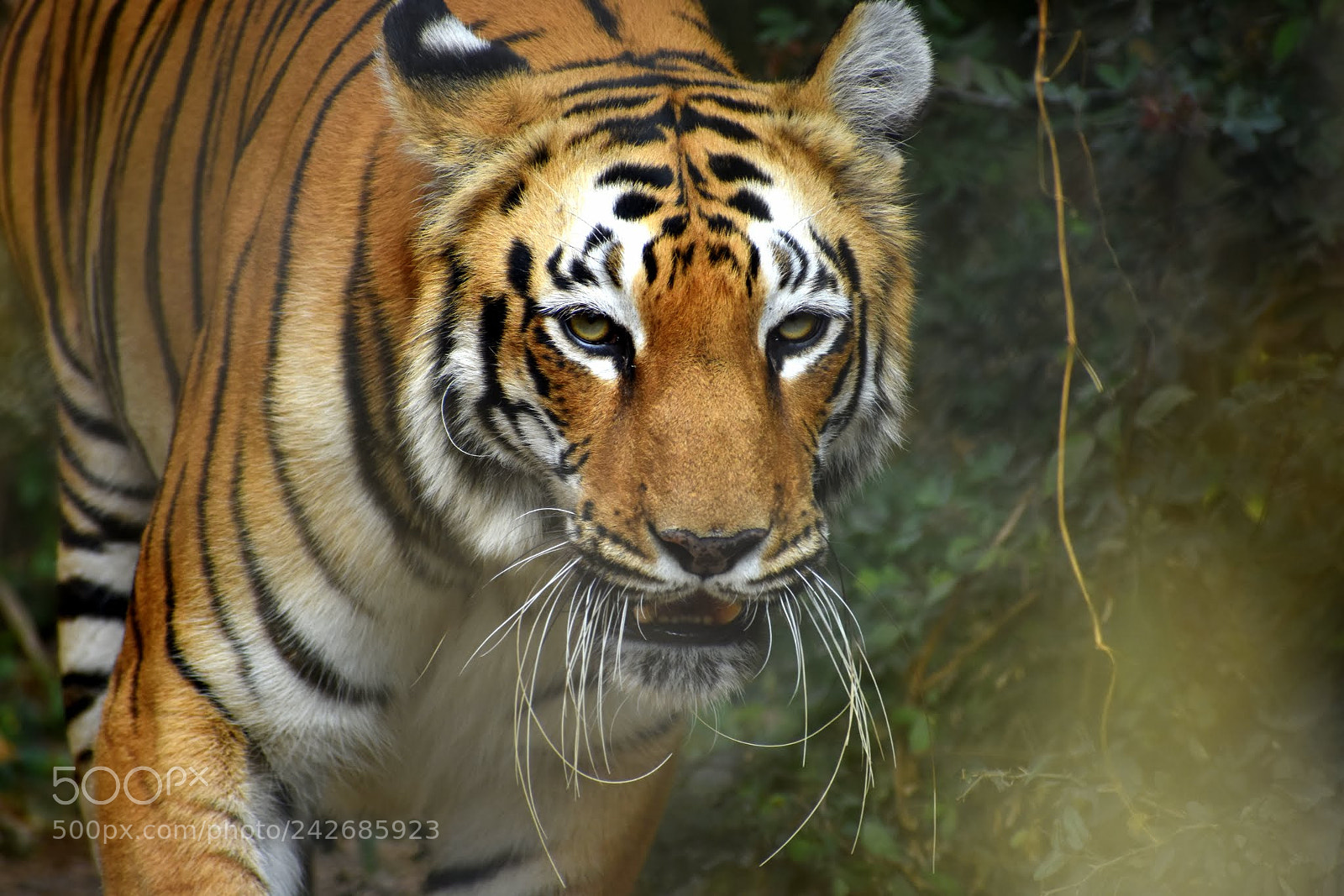 Nikon D7200 sample photo. Untitled photography