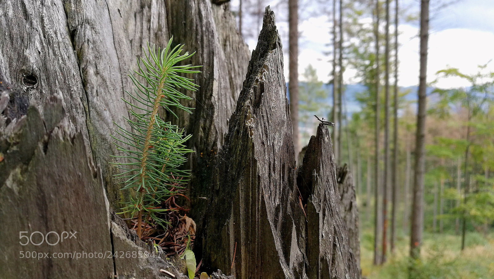 HUAWEI Honor 8 sample photo. Sapling photography