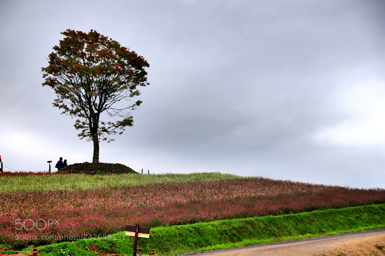 Canon EOS 6D Mark II sample photo. Untitled photography