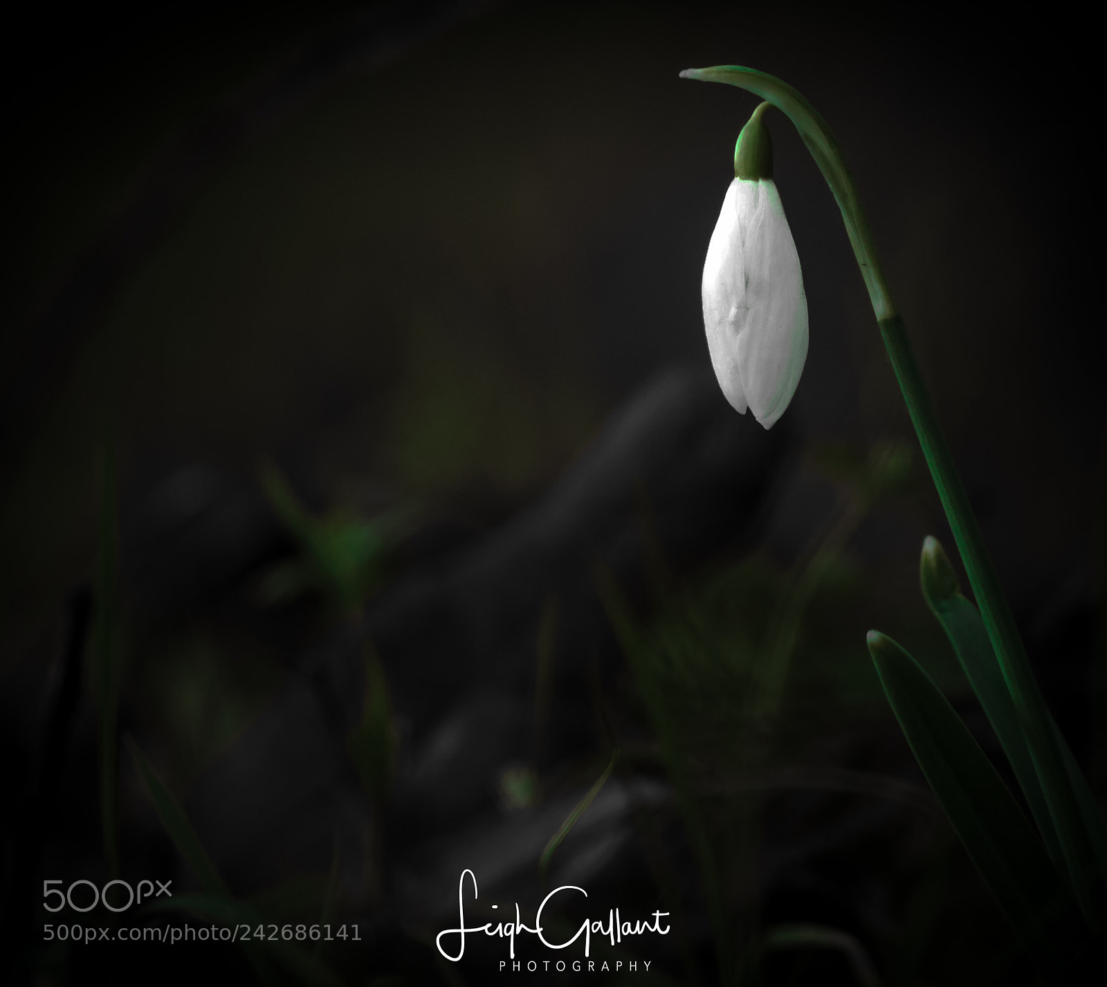 Canon EOS 7D Mark II sample photo. Lone snowdrop photography