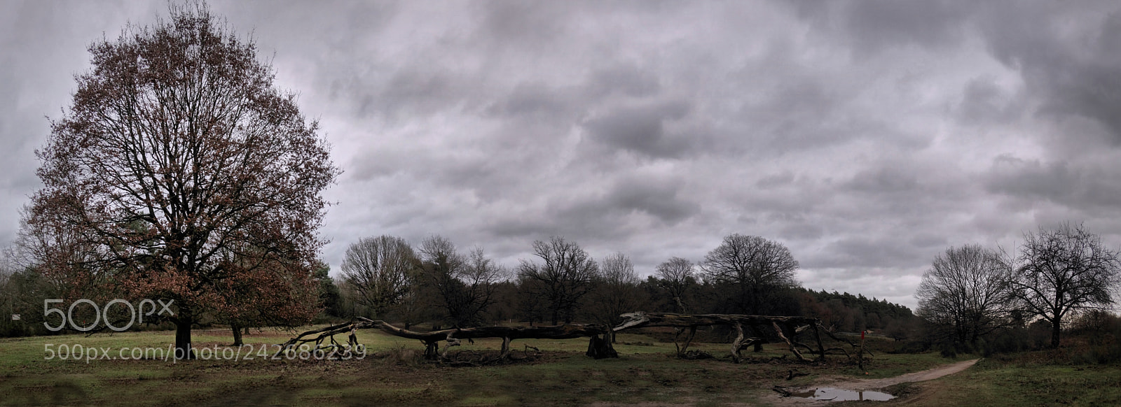 Sony Cyber-shot DSC-HX300 sample photo. Blitzeinschlag - wahner heide photography