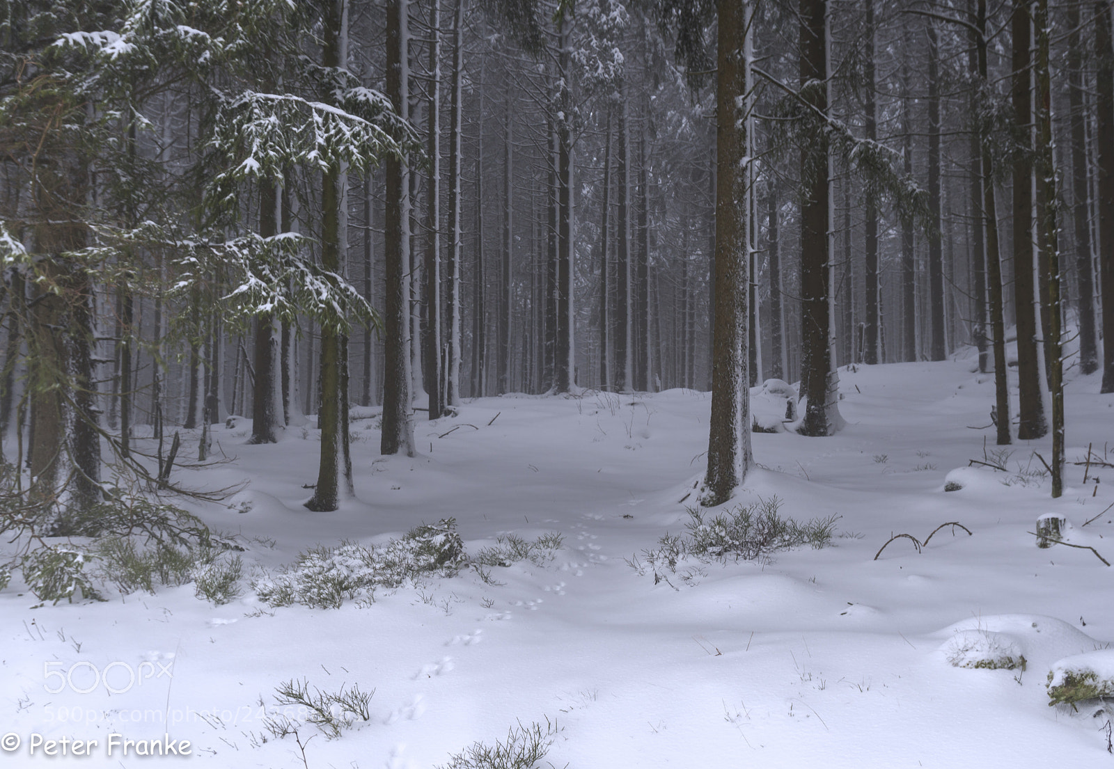 Sony a6300 sample photo. Harz wald photography