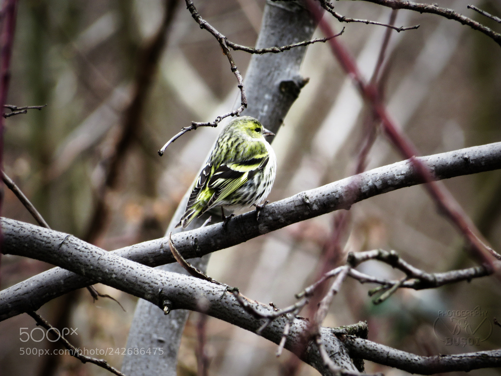 Canon PowerShot SX540 HS sample photo. Bird_11 photography