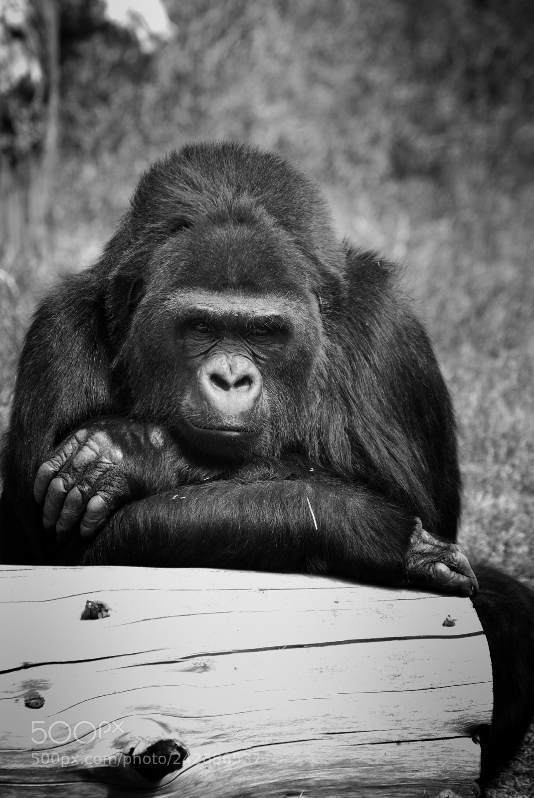 Nikon D60 sample photo. Untitled photography