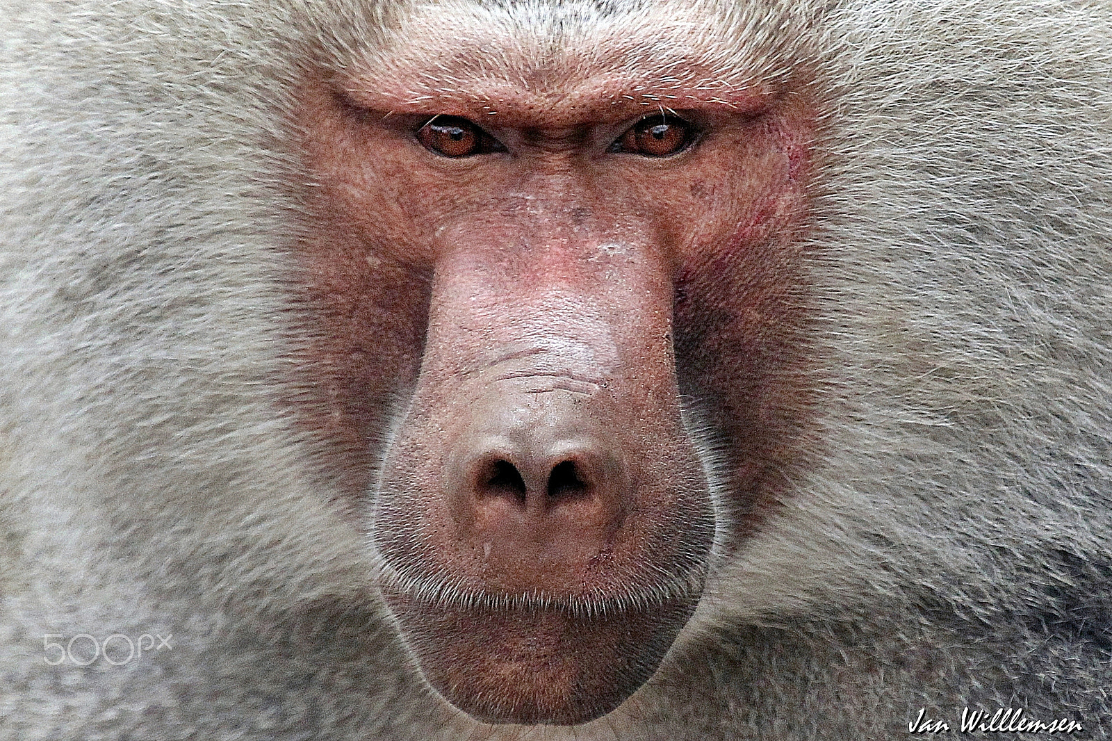 Canon EF 100-400mm F4.5-5.6L IS USM sample photo. Hamadryas baboon photography