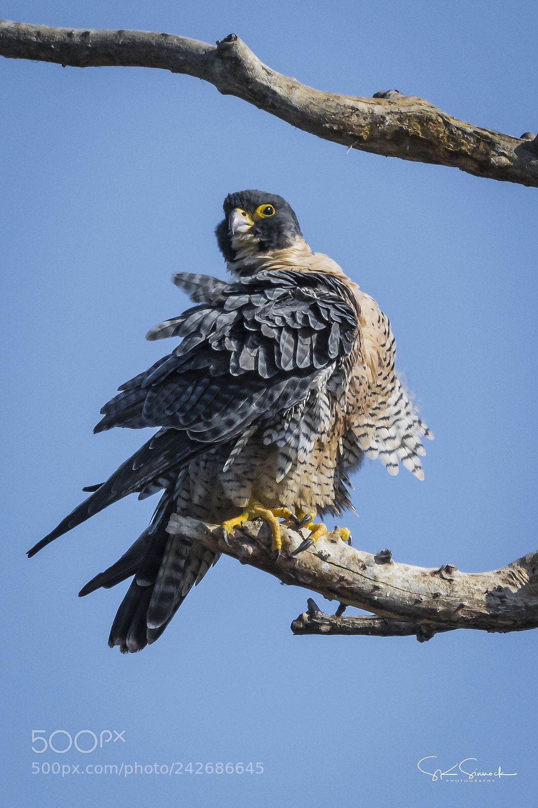 Nikon D850 sample photo. Peregrine falcon on very photography