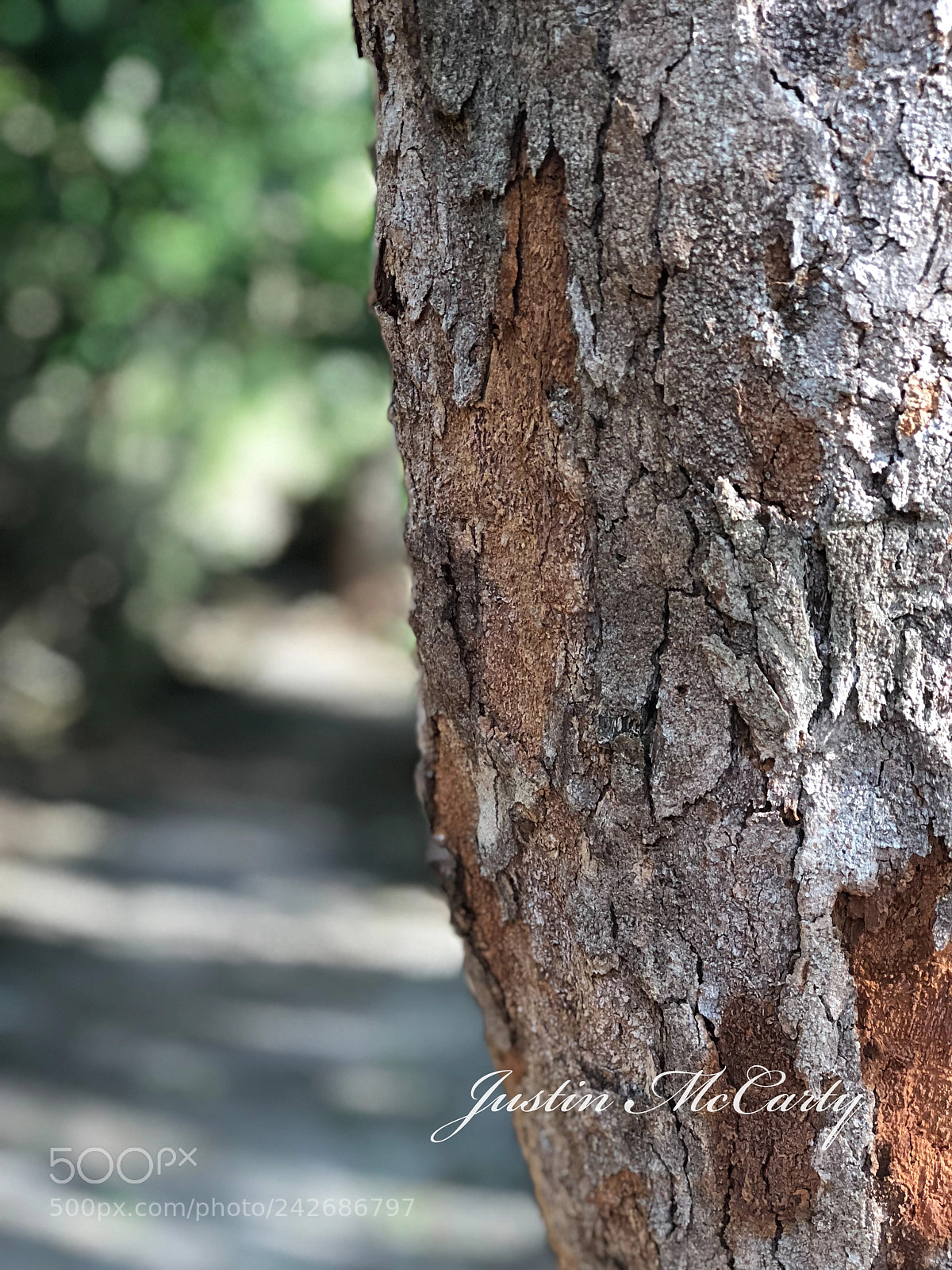 Apple iPhone 8 Plus sample photo. Nature tree photography