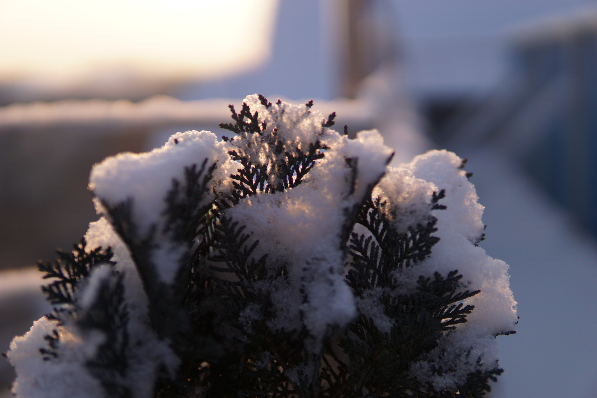 Sony a6000 + Sigma 30mm F1.4 DC DN | C sample photo. Snow photography